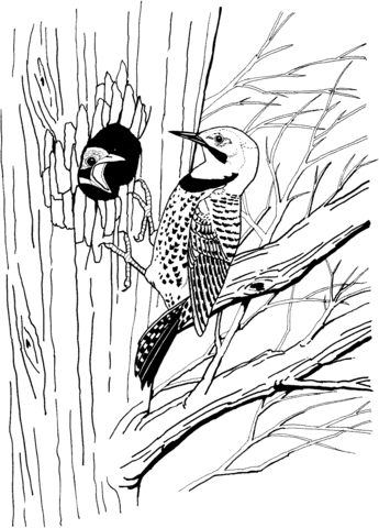 Flicker Bird Coloring Page